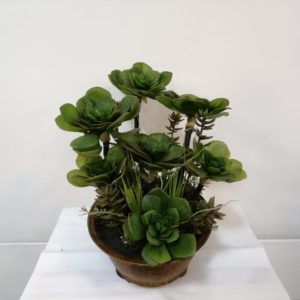 Lotus bonsai succulent