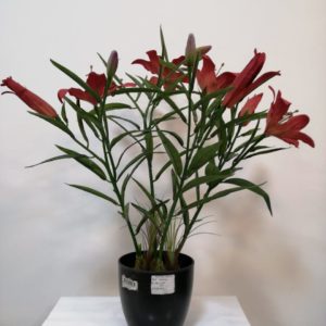 Planta flor de Lily