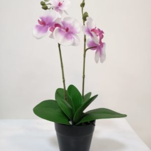 Planta orquídea dos tallos
