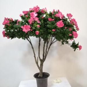 Planta flor de Azalea