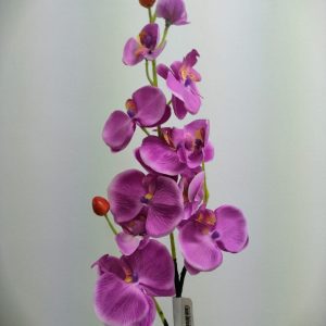 Flor orquídea suelta