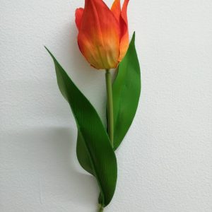 Flor de tulipan