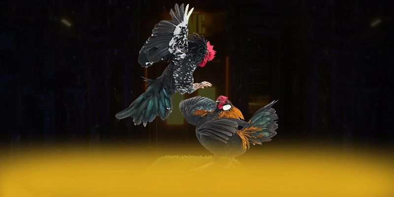 CONGA6789 - Khẳng định vị thế một cách toàn diện.