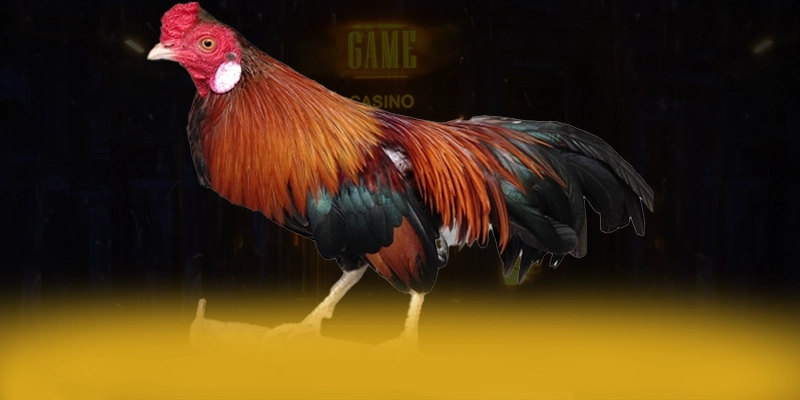 GA6789 - Nhà cái được đánh giá cao về chất lượng được game thủ lựa chọn – Khám phá những game hot đến từ GA6789