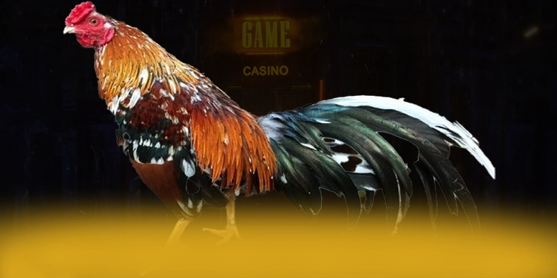 Khám phá thế giới của CONGA6789 - Sân chơi được yêu thích nhất số 1 Việt Nam
Khám phá thế giới của CONGA6789 - Sân chơi được yêu thích nhất số 1 Việt Nam