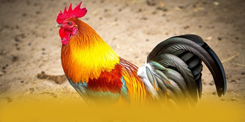 CONGA6789 - Tổng quan về thương hiệu một cách toàn diện.