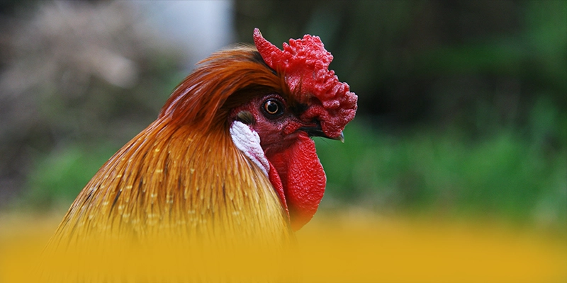 CONGA6789 - Lời khẳng định từ trải nghiệm thực tế. CONGA6789 - Lời khẳng định từ trải nghiệm thực tế.