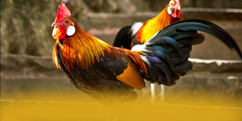 CONGA6789 - Nền tảng cá cược sở hữu top trò chơi nổi bật được game thủ lựa chọn – Khám phá những game hot đến từ CONGA6789 CONGA6789 - Nền tảng cá cược sở hữu top trò chơi nổi bật được game thủ lựa chọn – Khám phá những game hot đến từ CONGA6789