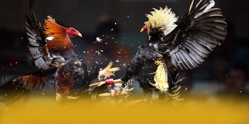 
Khám phá hành trình của 789WIN - Cổng game bài có thưởng lớn được cộng đồng đánh giá cao
