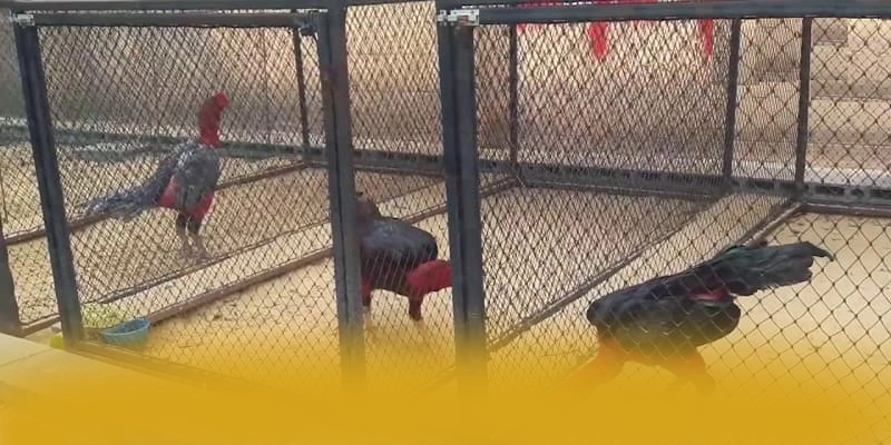 GEM88 - Kết luận và đánh giá chung một cách tổng quan.