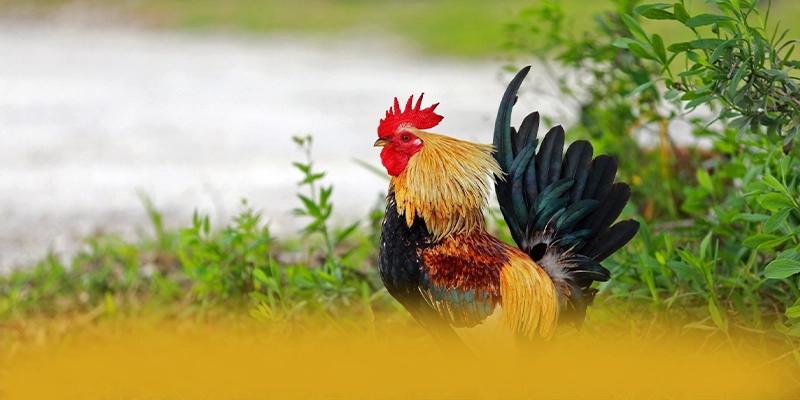 KKWIN - Nền tảng cá cược ưu đãi khủng được giới cược thủ đánh giá cao – Cập nhật ngay KKWIN KKWIN - Nền tảng cá cược ưu đãi khủng được giới cược thủ đánh giá cao – Cập nhật ngay KKWIN