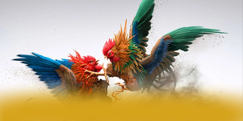 B52 - Lời khẳng định một cách toàn diện.