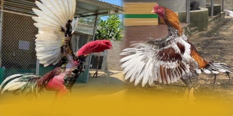 AU88 - Sảnh game hiệu năng vượt trội trên thị trường AU88 - Sảnh game hiệu năng vượt trội trên thị trường