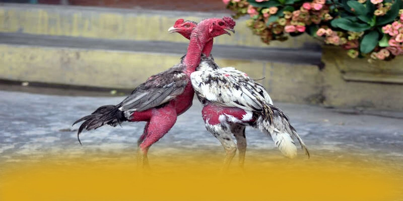 BL555 - Cổng giải trí hào phóng được người chơi tin tưởng – Cập nhật ngay BL555