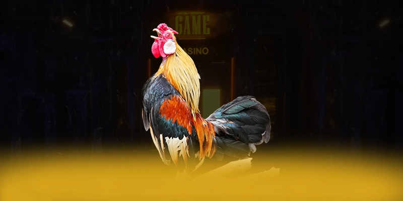 ZBET - Nền tảng có tỷ lệ kèo cạnh tranh nhất